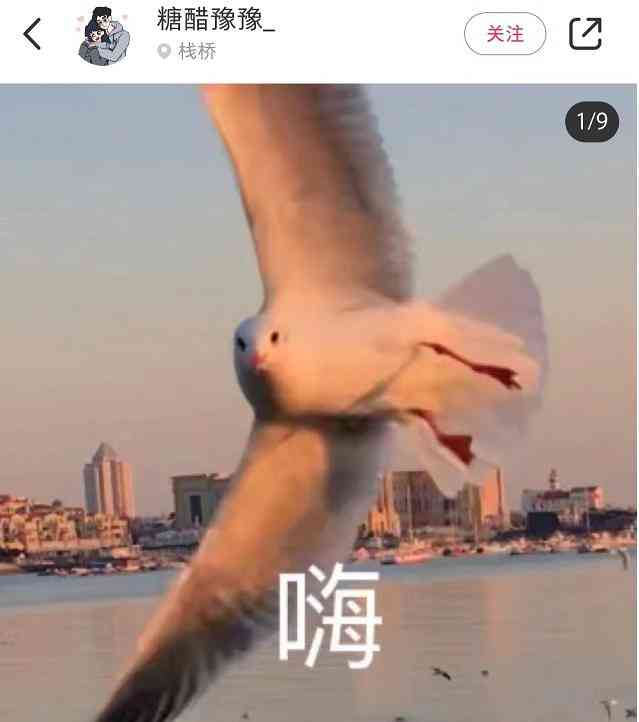 索尼w610怎么样 喂过一次大连海鸥，人类就要为自己的弱小羞愧