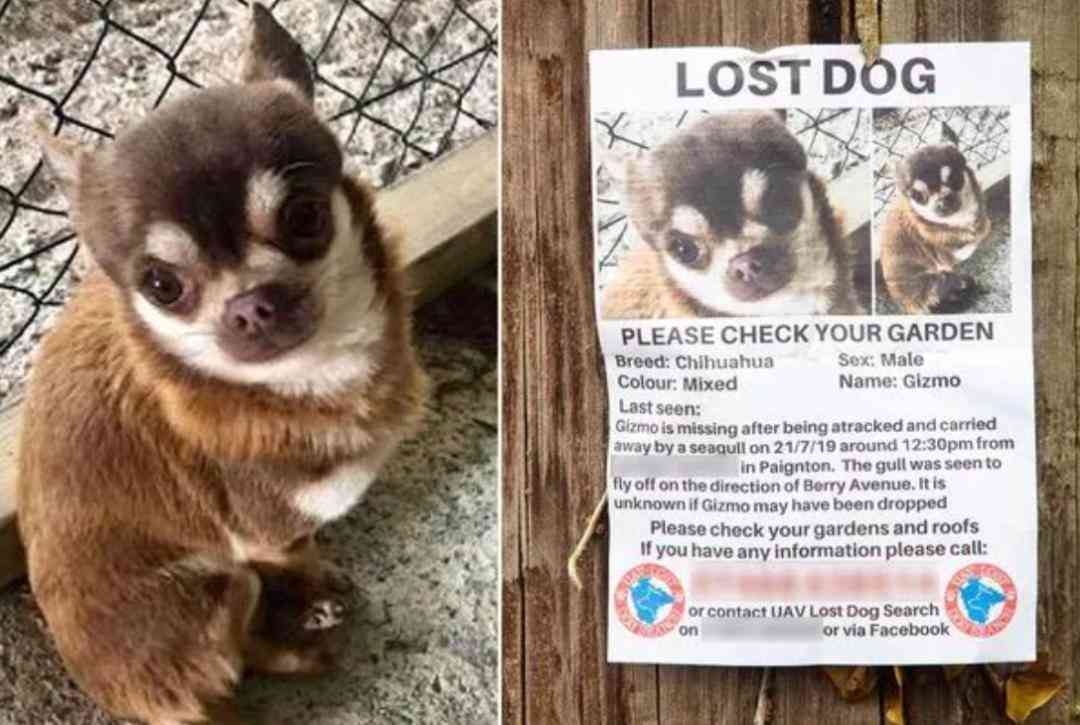 索尼w610怎么样 喂过一次大连海鸥，人类就要为自己的弱小羞愧