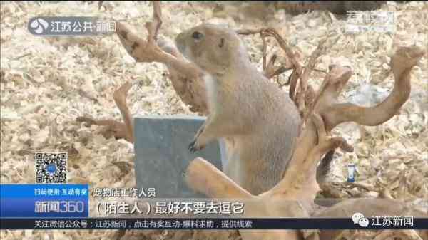 土拨鼠怎么样 一见就想尖叫的土拨鼠，养只当宠物？疾控专家：小心，有危险