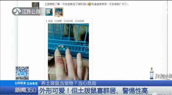 土拨鼠怎么样 一见就想尖叫的土拨鼠，养只当宠物？疾控专家：小心，有危险