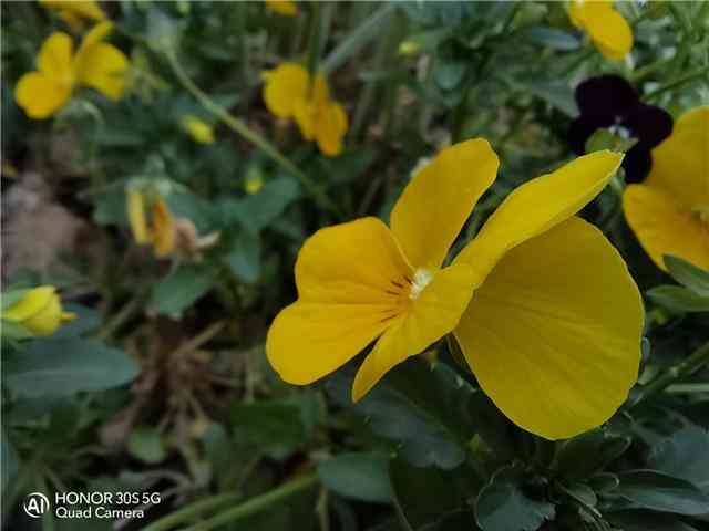 华为荣耀手机怎么样 坐实档位最强最美5G手机，荣耀30S全面体验