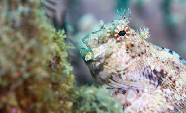 海底是怎么样的 透过镜头感受五彩斑斓的海底世界